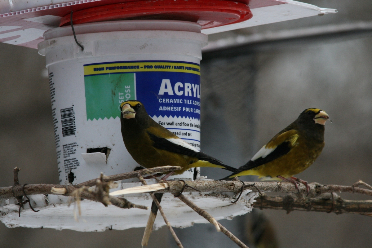 Male evening grosbeaks at feeder at High Park in Toronto, ON