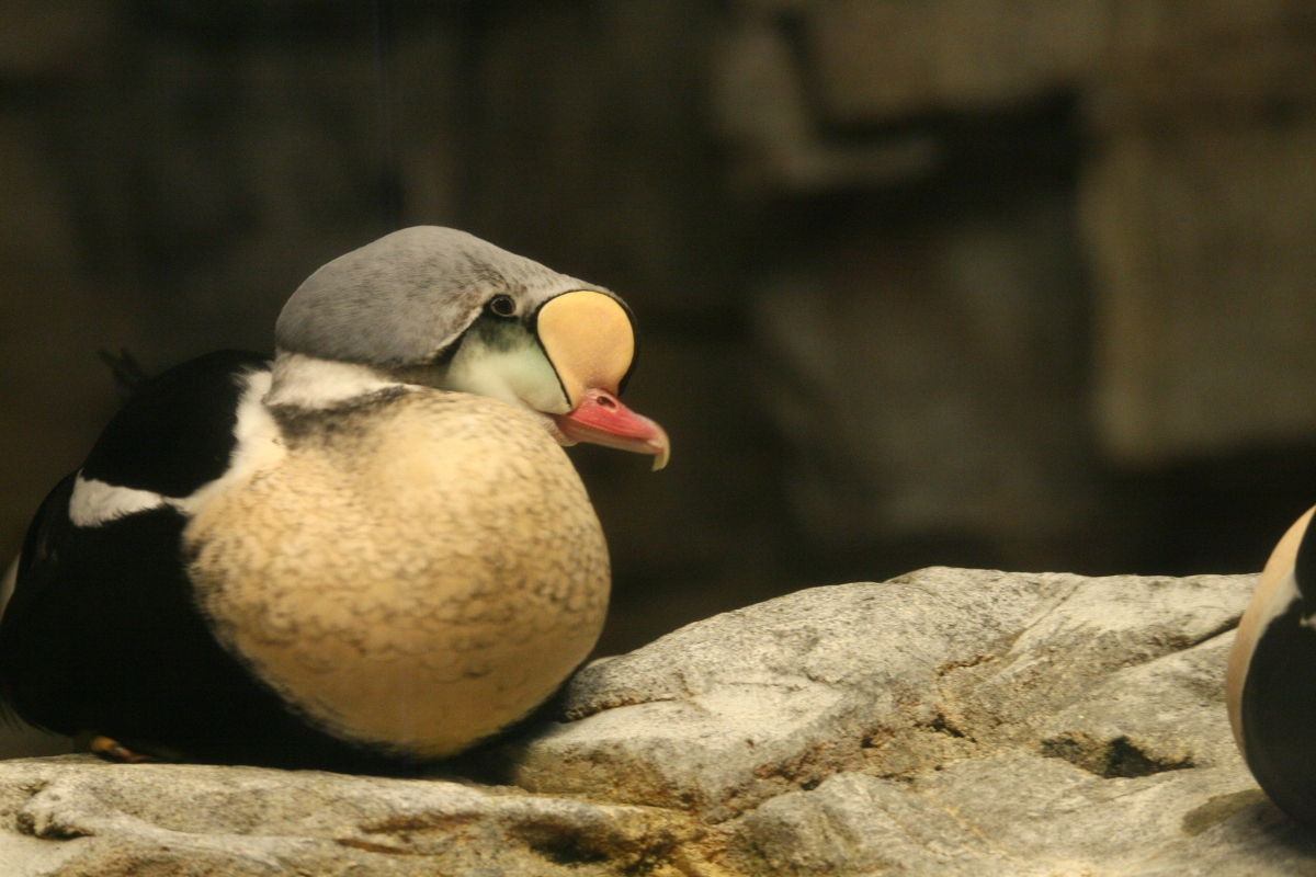 King Eider at the Biodome in Montreal, Quebec