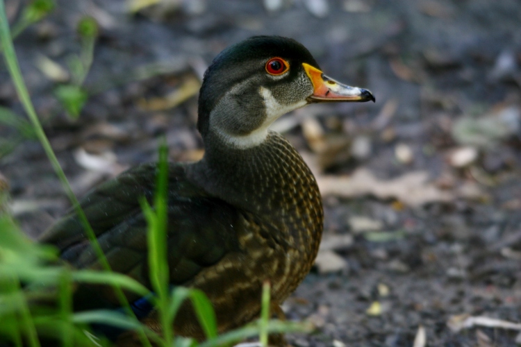 Juvenile male Wood Duck having a bit of a rest