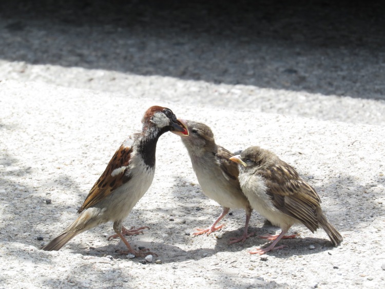Male House Sparrow and his young