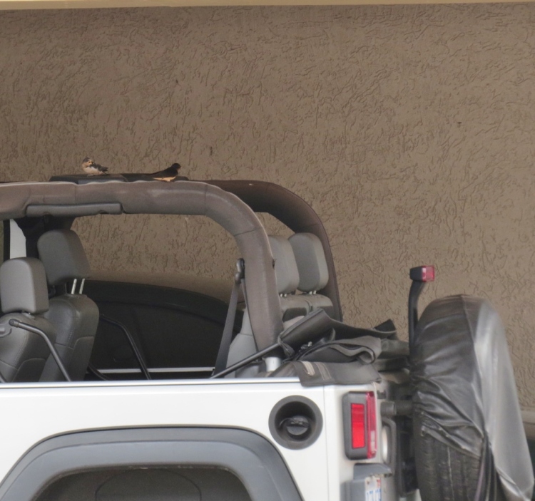 The parents of this recently fledged Barn Swallow enjoy the comforts this Jeep affords.