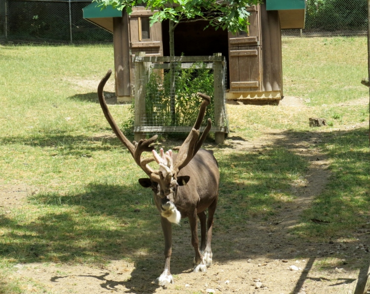 Tundra - a male reindeer at High Park
